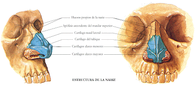 Hueso propio de la nariz